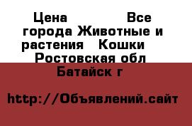 Zolton › Цена ­ 30 000 - Все города Животные и растения » Кошки   . Ростовская обл.,Батайск г.